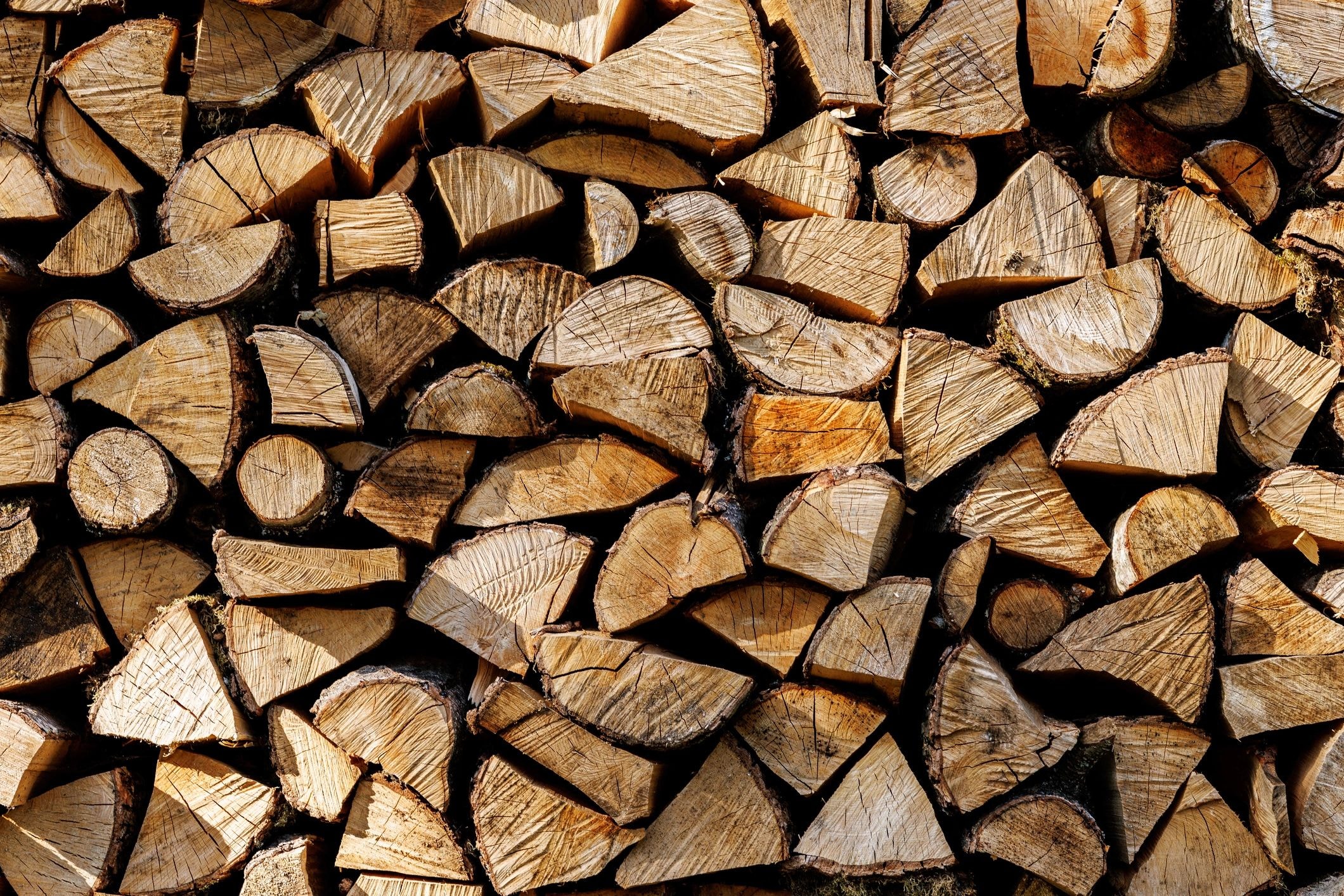 Maple sugarbush scene