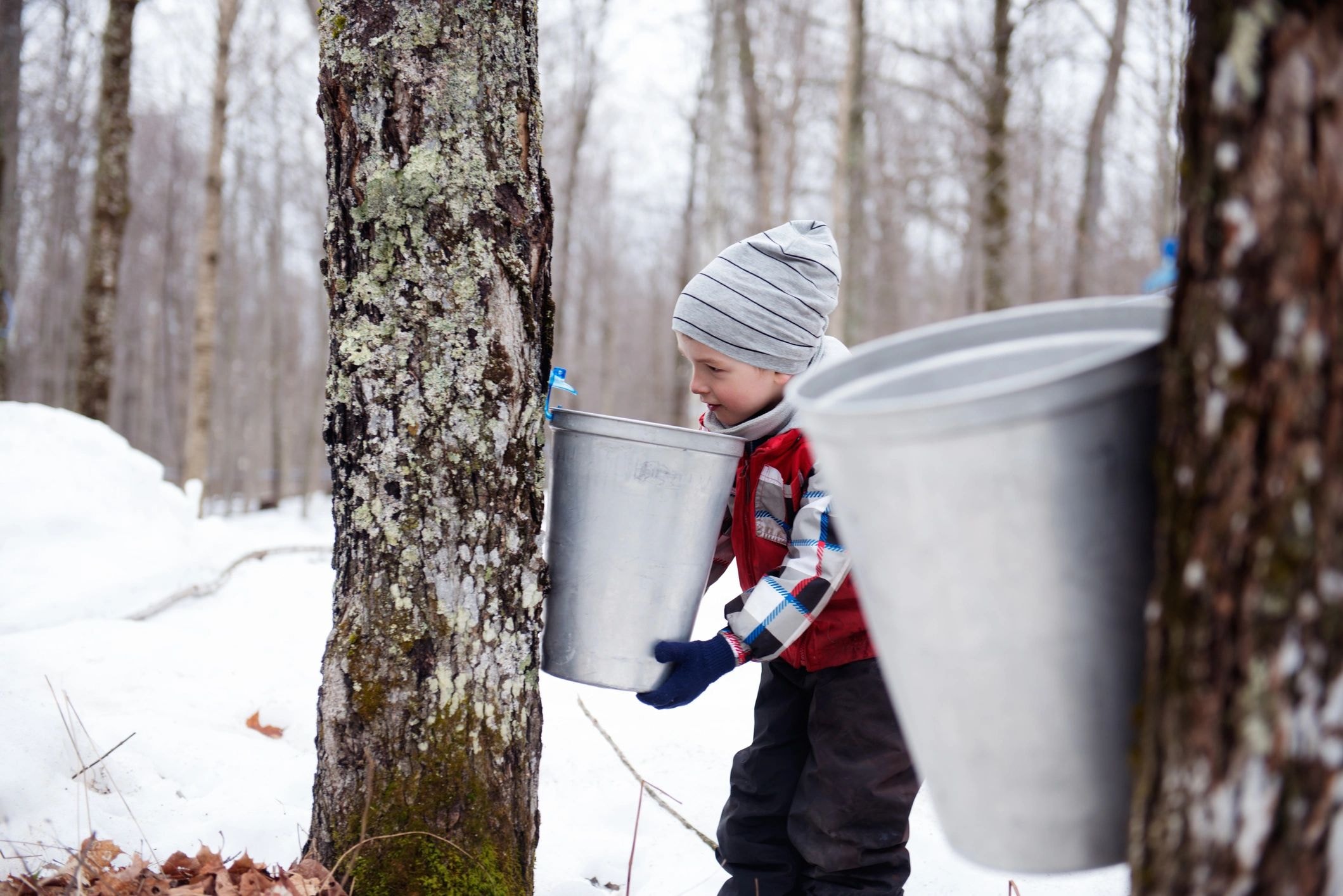 Maple sugarbush scene